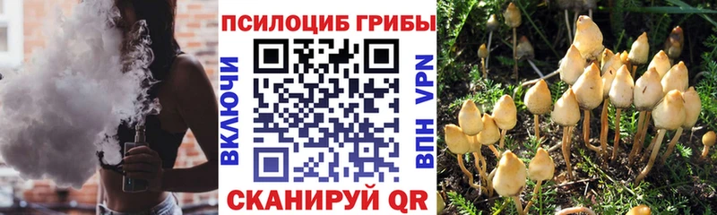 сколько стоит  мега сайт  Галлюциногенные грибы Cubensis  Жиздра 